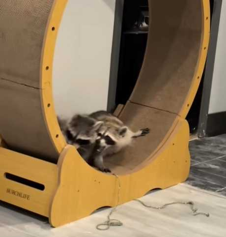 浣熊A玩跑步機，浣熊B在跑步機上滾。（圖／翻攝自臉書）