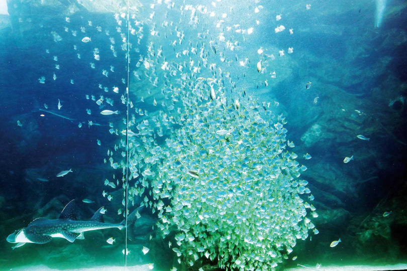 巨型水槽採自然光照，閃耀的銀鱗鯧魚群，配上日本作曲家久石讓的音樂，讓人感到十分療癒。（圖／于魯光攝）