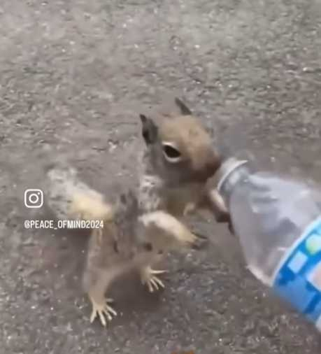 松鼠雙手合十討水喝。（圖／翻攝自臉書）