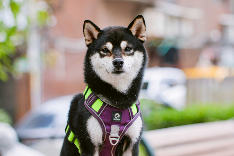 柏妍樺當初從中途之家領養Kona，過程十分幸運，而Kona個性也很好，是難得一件的天使柴。（圖／楊澍攝）