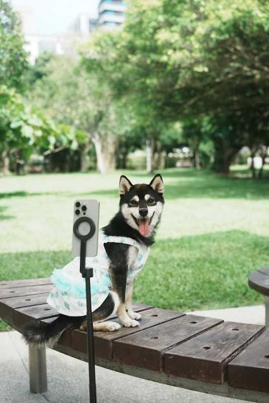 Kona是個溫柔的淑女，穿起小裙子特別可愛。（圖／星發現娛樂）