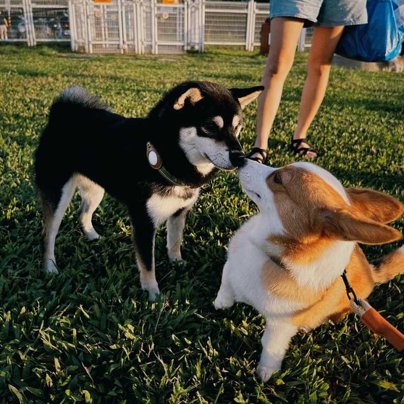 Kona很親人，對狗狗也很友善。（圖／星發現娛樂）
