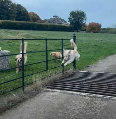 三隻狗狗過溝柵有不同的方式。（圖／翻攝自臉書）