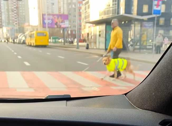 導盲犬確保主人可以安全過馬路。（圖／翻攝自臉書）