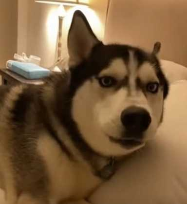 狗狗霸佔主人的床。(圖/翻攝自臉書)