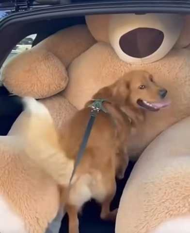 狗狗挑最貴的禮物，主人照樣買單。（圖／翻攝自臉書）