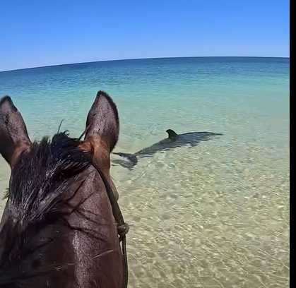 馬匹與海豚的邂逅。(圖/翻攝自臉書)