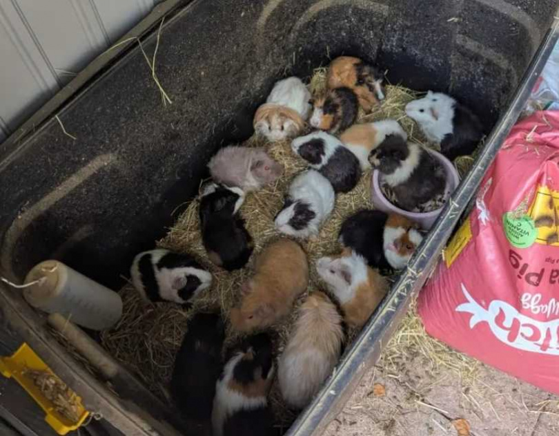 米歇爾在惡劣環境下飼養動物,險面臨牢獄之災。(圖/翻攝自臉書)