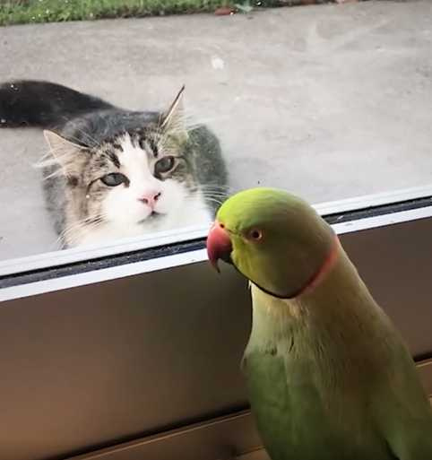 鸚鵡跟貓咪玩「Peek-A-Boo」。（圖／翻攝自臉書）