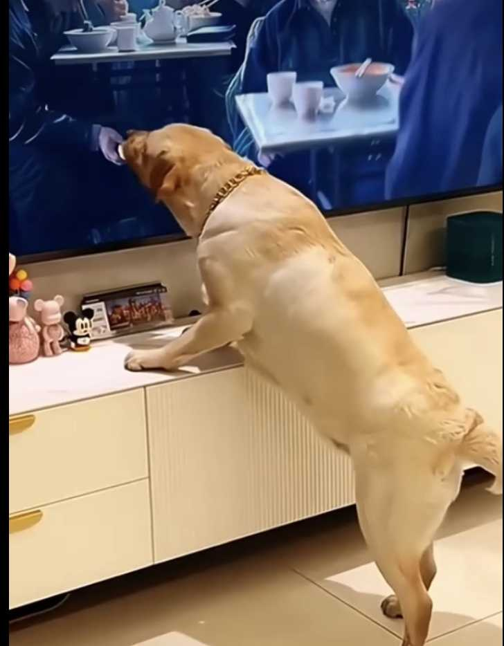 狗狗衝上前狂舔電視中食物。（圖／翻攝自臉書）