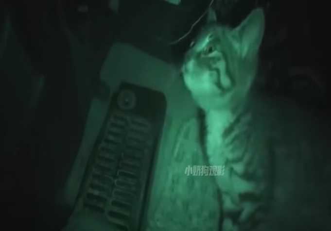 貓咪躲在車裡，車主找都找不到。（圖／翻攝自臉書）