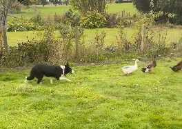 邊牧從怕鴨到趕鴨。（圖／翻攝自臉書）