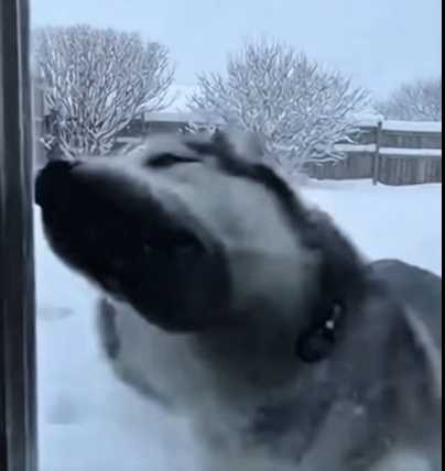 哈士奇和橘貓決鬥烙跑。(圖/翻攝自臉書)