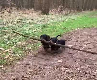 臘腸狗合力搬樹枝。（圖／翻攝自臉書）