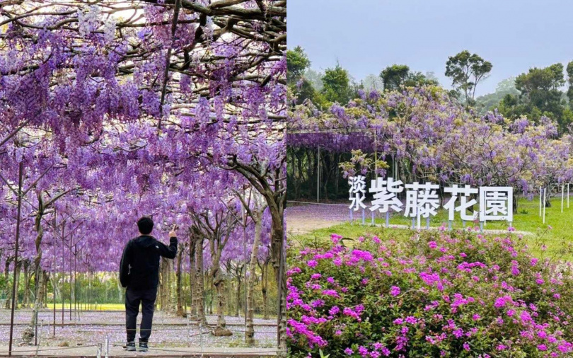 （圖／取自紫藤花園粉專）