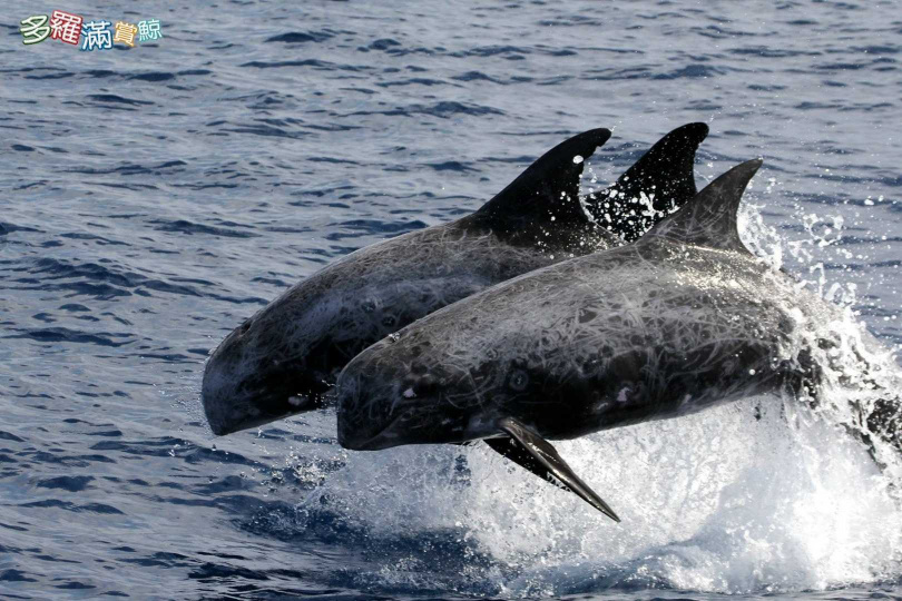 參加花蓮多羅滿賞鯨之旅，近距離觀賞座頭鯨、虎鯨、抹香鯨等海洋生物。（圖／KLOOK）