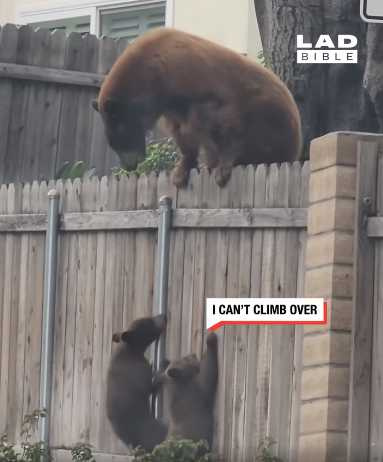 熊媽媽幫助小熊A越過大牆。（圖／翻攝自臉書）