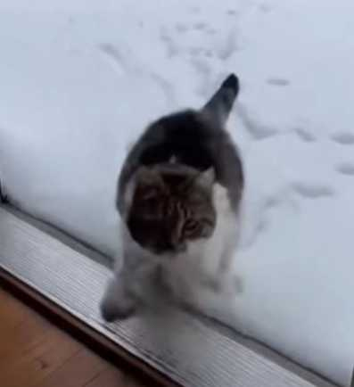 貓咪碰到雪,嚇到衝回家。(圖/翻攝自臉書)