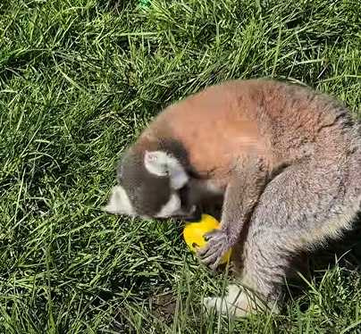 長尾狐猴玩復活節彩蛋。(圖/翻攝自臉書)