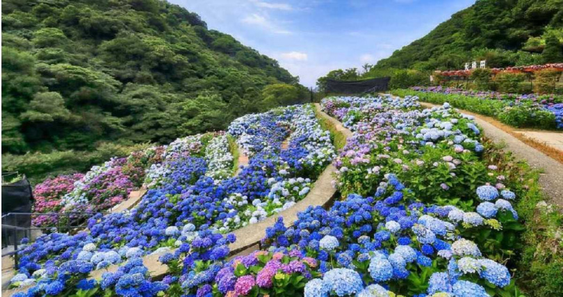 竹子湖的大梯田花卉生態農場，有階梯式繡球花花海。　（圖／Klook提供）