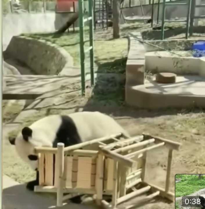 熊貓一氣之下咬著椅子拖去丟。（圖／翻攝自臉書）