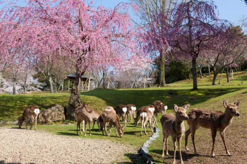 奈良公園