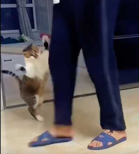 貓咪各種用雙腳走路。（圖／翻攝自臉書）