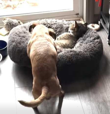 貓咪鳩占鵲巢還一點都不在意。（圖／翻攝自臉書）