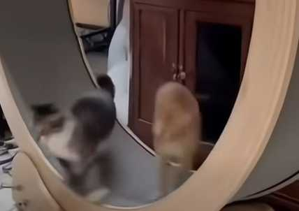 橘貓擾人清夢。(圖/翻攝自臉書)