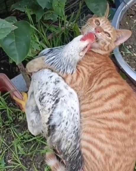貓咪和公雞打鬧，令網友感到納悶。（圖／翻攝自臉書）