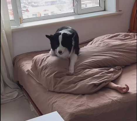 邊牧謀殺主人畫面曝光。（圖／翻攝自臉書）