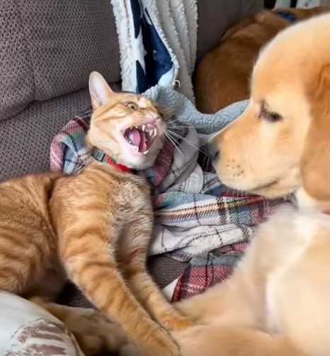 阿金嚕貓。（圖／翻攝自臉書）