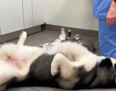 哈士奇家族全部害怕打針。（圖／翻攝自臉書）