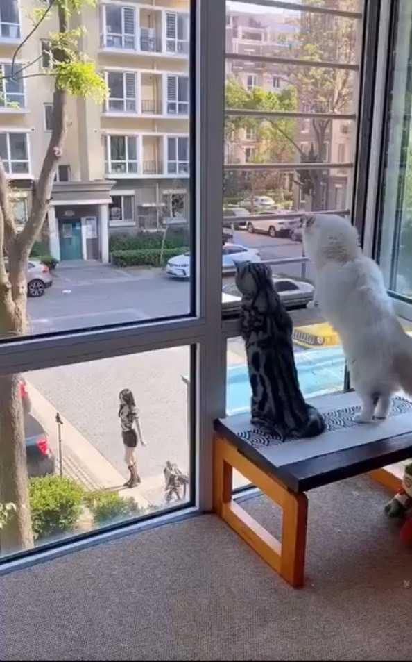 貓咪盯著窗外跳舞小姊姊。（圖/翻攝自臉書）