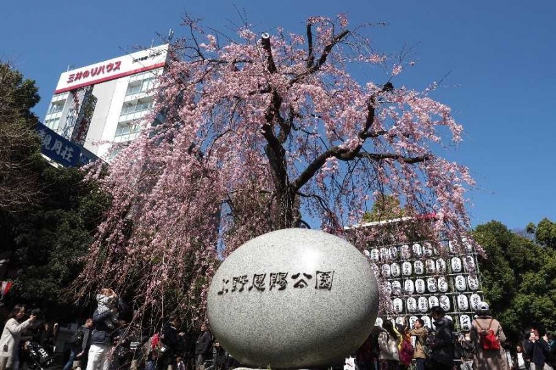每年都吸引大批賞花人潮的「上野櫻花祭」。(圖/一般社團法人 上野觀光聯盟提供)