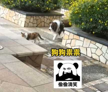 牧羊犬跟蹤貓咪。(圖/翻攝自臉書)