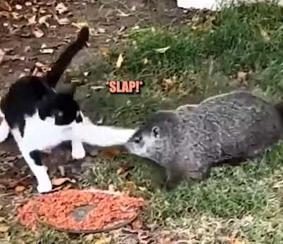 土撥鼠被貓咪扁。(圖/翻攝自臉書)