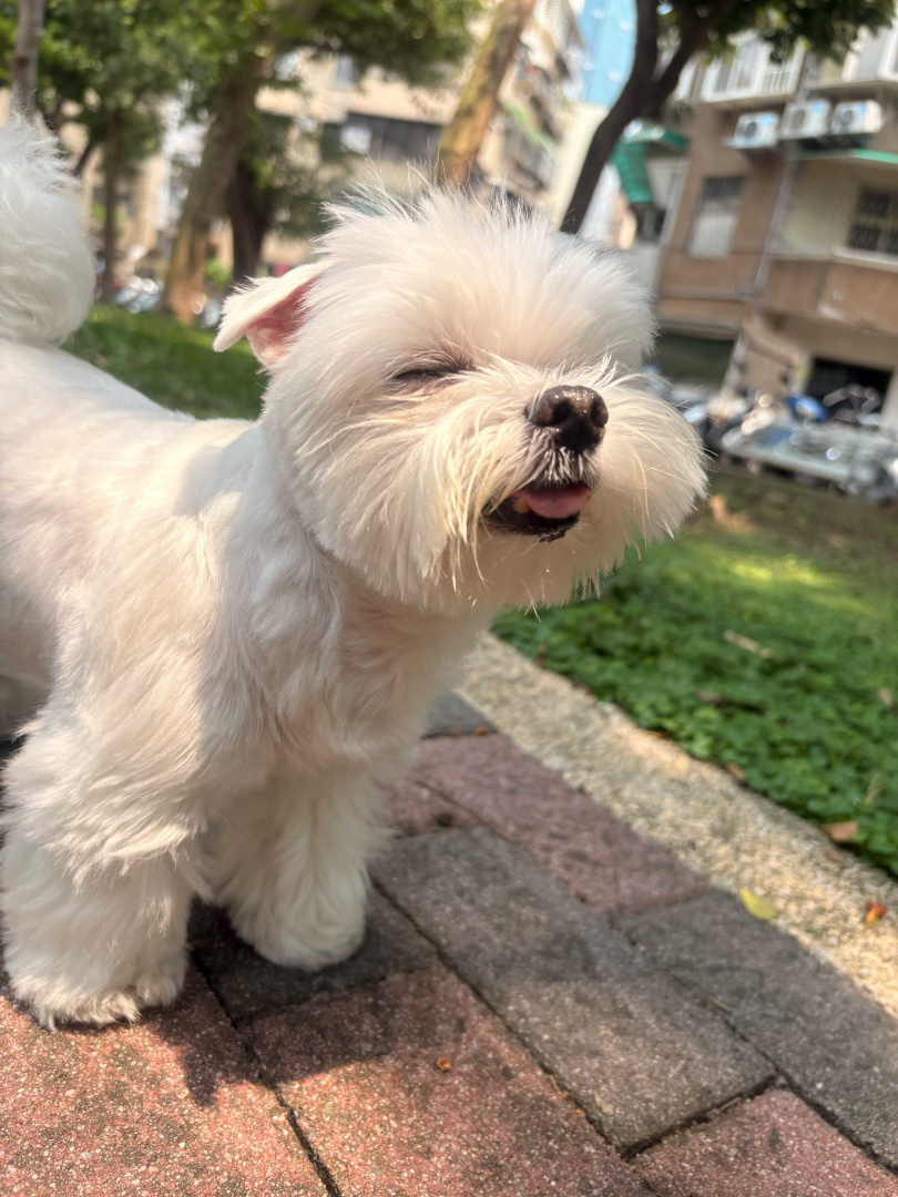 小柱身體還不錯，只有眼睛不太好。（圖／相信音樂提供）