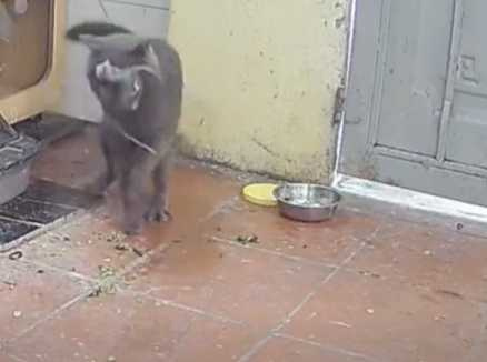 老鼠又闖空門,這次宿管換貓咪秒逮人。(圖/翻攝自臉書)