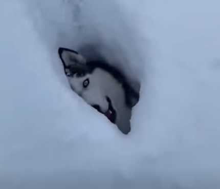 哈士奇玩溜滑梯，結果就消失了。（圖／翻攝自臉書）