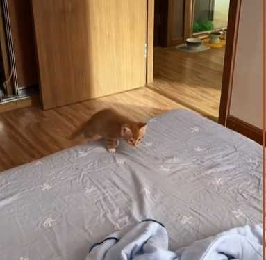 小橘貓初來乍到，大貓咪教牠如何當一隻貓。 （圖／翻攝自臉書）