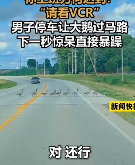 一堆鵝過馬路，駕駛傻眼。（圖／翻攝自IG）