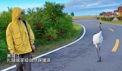 丹頂鶴看到鏡頭就開始跳舞。(圖/翻攝自臉書)