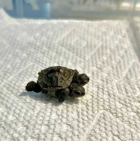 鱈魚角野生動物中心發現一隻雙頭烏龜。(圖/翻攝自臉書)