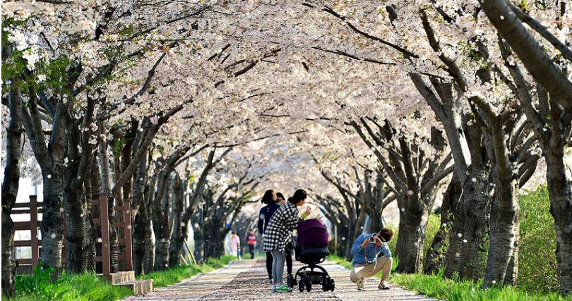 釜山三樂生態公園更有澎拜的「鎮海櫻花」，同時也是世界最大櫻花節。（圖／日韓觀光公社提供）