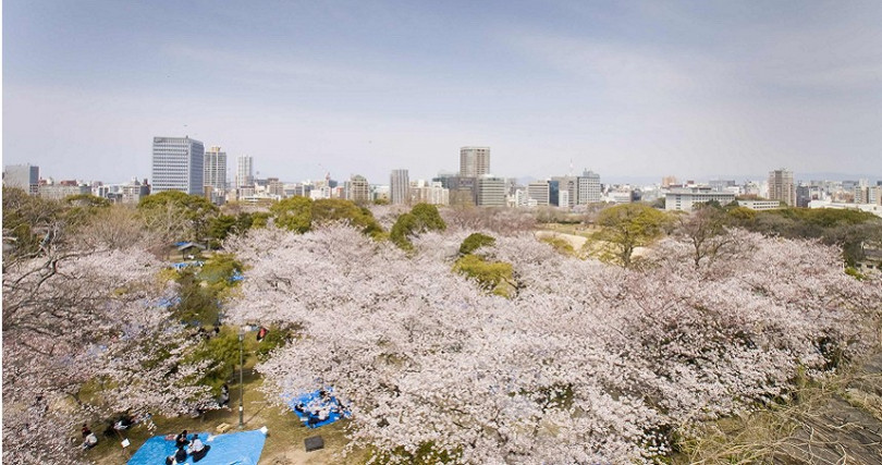 福岡的舞鶴公園擁有百年歷史古蹟，同時擁有上千株櫻花綻放而醞釀出優雅的氛圍。（圖／日韓觀光公社提供）