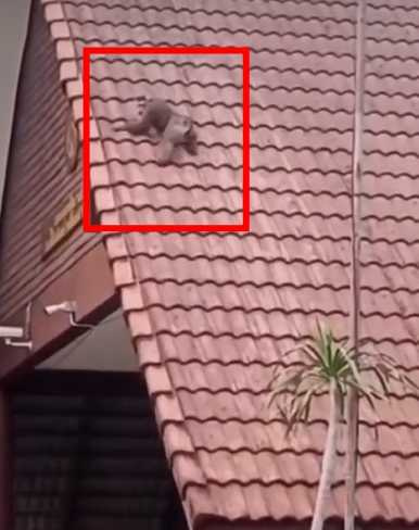 猴子跑到人家屋頂上玩耍。（圖／翻攝自IG）