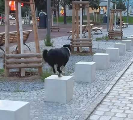 邊牧放電。(圖/翻攝自臉書)