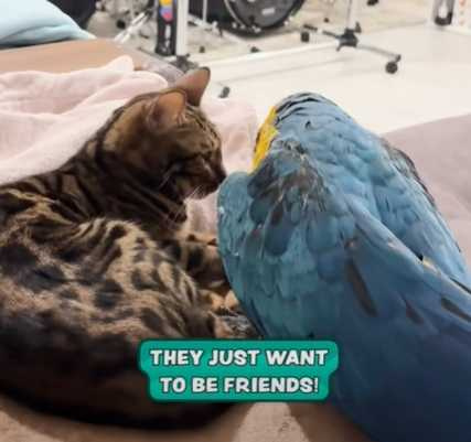 貓咪不想失禮，默默地離開鸚鵡身邊。（圖／翻攝自臉書）