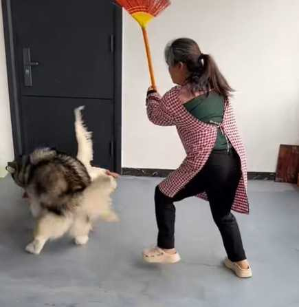 哈士奇和大鵝打得火熱。(圖/翻攝自臉書)